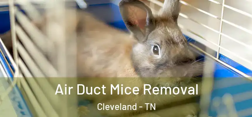  Air Duct Mice Removal Cleveland - TN